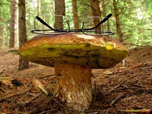 Klikni pro velký obrázek