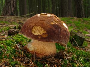 Klikni pro velký obrázek