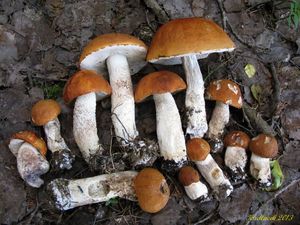 Klikni pro velký obrázek