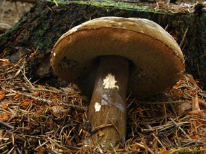 Klikni pro velký obrázek