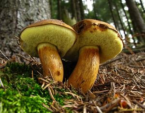 Klikni pro velký obrázek