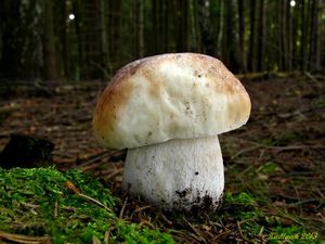 Klikni pro velký obrázek