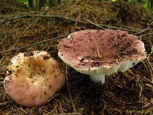 Klikni pro velký obrázek