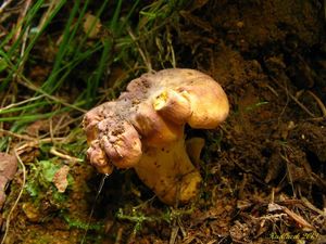 Klikni pro velký obrázek