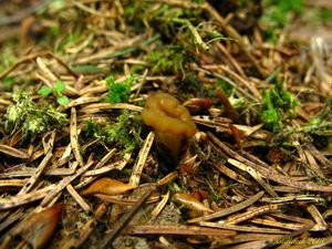 Klikni pro velký obrázek