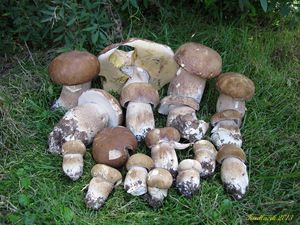 Klikni pro velký obrázek