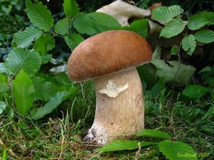 Klikni pro velký obrázek