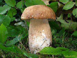 Klikni pro velký obrázek