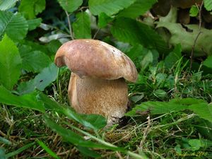 Klikni pro velký obrázek