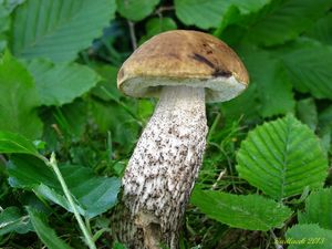 Klikni pro velký obrázek