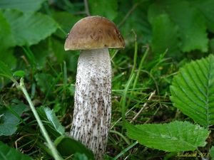 Klikni pro velký obrázek