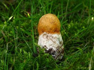 Klikni pro velký obrázek