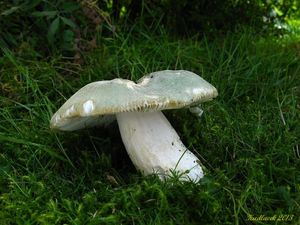 Klikni pro velký obrázek