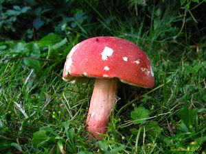 Klikni pro velký obrázek