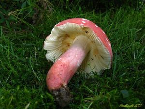 Klikni pro velký obrázek