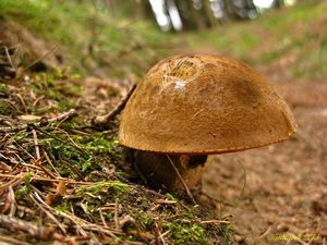 Klikni pro velký obrázek