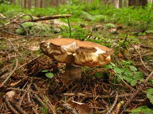 Klikni pro velký obrázek