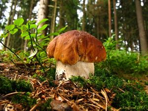 Klikni pro velký obrázek