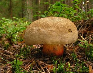 Klikni pro velký obrázek