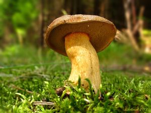 Klikni pro velký obrázek