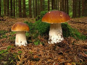 Klikni pro velký obrázek