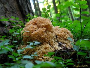 Klikni pro velký obrázek