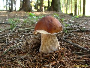 Klikni pro velký obrázek