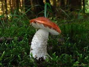 Klikni pro velký obrázek