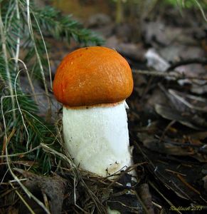 Klikni pro velký obrázek