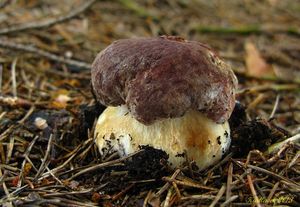 Klikni pro velký obrázek