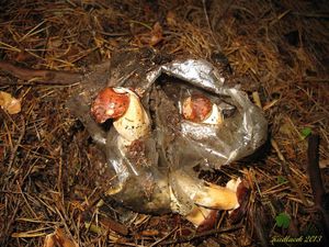 Klikni pro velký obrázek