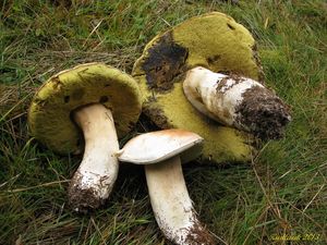 Klikni pro velký obrázek