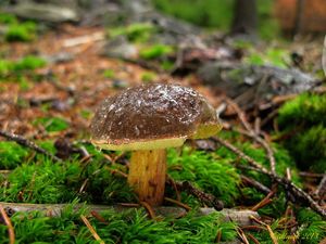 Klikni pro velký obrázek