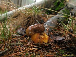 Klikni pro velký obrázek