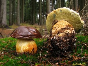 Klikni pro velký obrázek