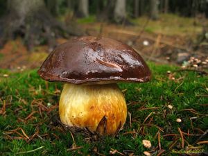 Klikni pro velký obrázek