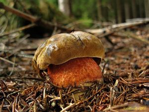 Klikni pro velký obrázek