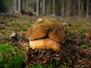 Klikni pro velký obrázek