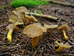 Klikni pro velký obrázek