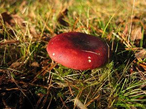 Klikni pro velký obrázek