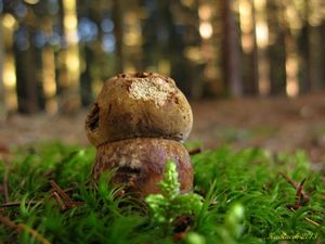 Klikni pro velký obrázek