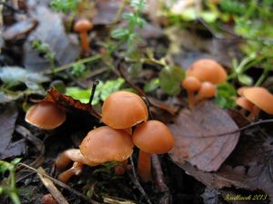 Klikni pro velký obrázek