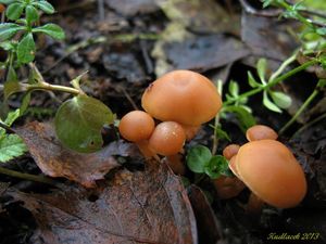 Klikni pro velký obrázek