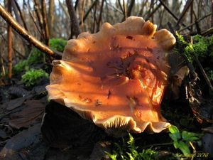 Klikni pro velký obrázek