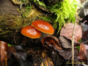 Klikni pro velký obrázek