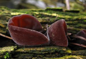 Klikni pro velký obrázek