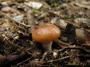 Klikni pro velký obrázek