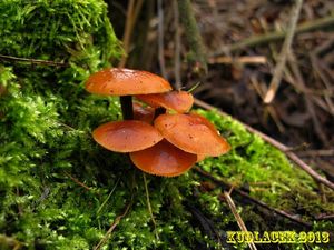 Klikni pro velký obrázek