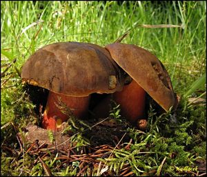 Klikni pro velký obrázek