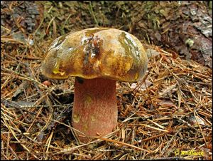 Klikni pro velký obrázek